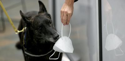 Dogs can be trained to sniff out COVID-19 – a team of forensic researchers explain the science