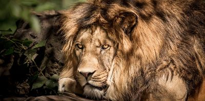 COVID infection of three lions and a puma in private South African zoo points to need for wider surveillance