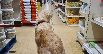 Wilkos is allowing dogs inside stores - but customers are threatening to boycott