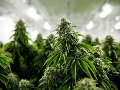 Why Canopy Growth Shares Are Trading Higher Today