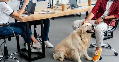 DSPCA opens new bring your pet to work scheme