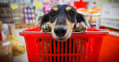 Wilko shoppers left divided as some boycott shop over new dog rules