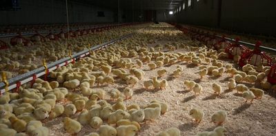 Our meat obsession is destroying the planet – the solution is to change how we see animals