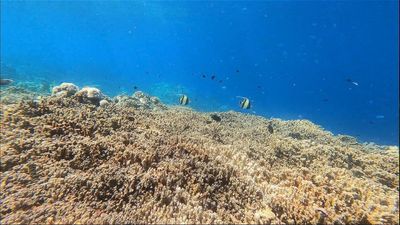 Locals in Maldives battle to preserve coral reefs