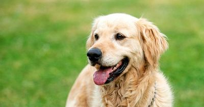 Top pet breeds in Ireland as many dog lovers pay over €750 for new puppies