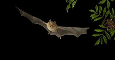 Covid origins traced to horseshoe bats by new study