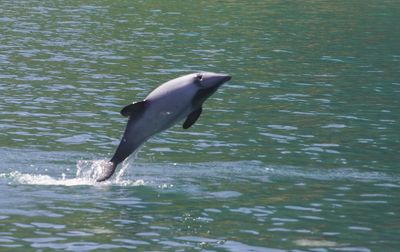 Dolphin death reports delayed by DoC