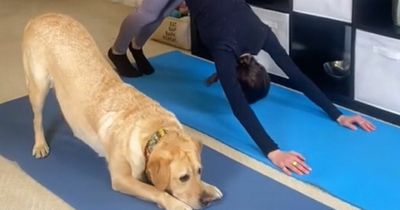 Talented Labrador performing yoga with his owner steals people's hearts