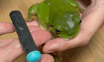 ‘Bit off more than he could chew’: Nerf gun dart removed from Queensland family’s resident frog