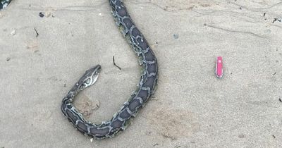 A large python-like snake has been found on Swansea beach next to one of the city's busiest cafes