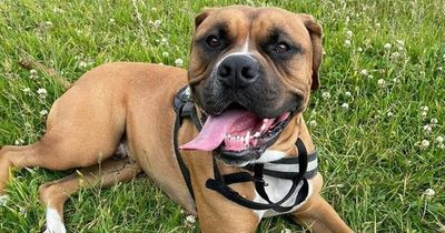 Animal sanctuary forced to stop rescuing dogs following a single noise complaint