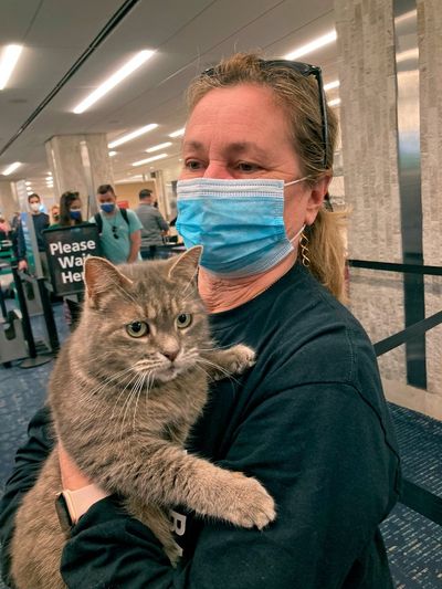 Snowbird kitty: Lost cat heads home to Maine — from Florida