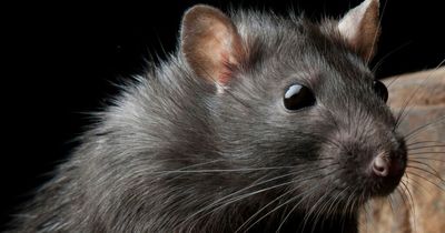 Two people in England diagnosed with rare Lassa fever, UKHSA confirms