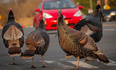 Rowdy rafter of turkeys wreak havoc at Nasa’s Silicon Valley campus