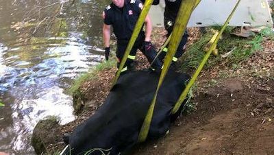 Sanga the 850kg bull saved from creek at Stroud