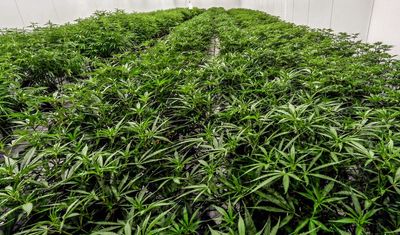NY clamps down on businesses offering marijuana as a 'gift'