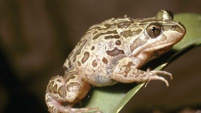 Frogs show Macquarie Marshes wetland recovery in full swing after drought