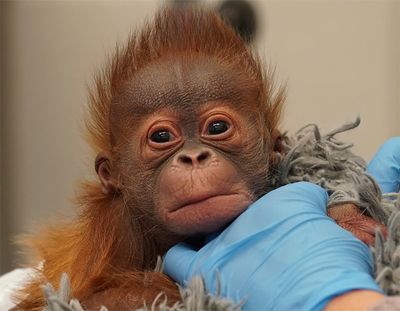Best name for cute baby orangutan: Rudy, Roux or Maymuun?