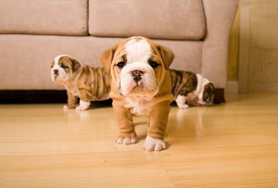 Norway's curious bulldog breeding ban