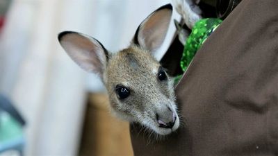 Extra funds for first wallaby relocation project following success in the Far North