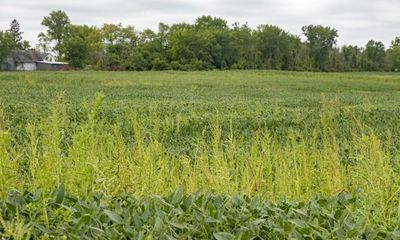 One in three Americans have detectable levels of toxic weedkiller, study finds