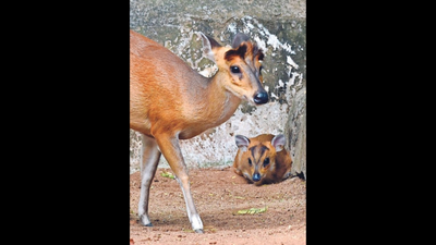 Barking deer fawn new draw at Children’s Park in Chennai