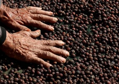 Saudi coffee legacy percolates through the generations