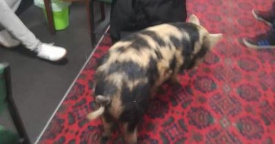 This crisp-loving pig wandered into County Durham working men's club following late-night escape