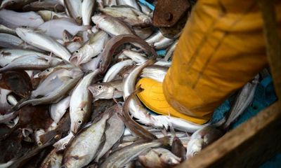 Death and decimation: Whitby devastated by declining marine life