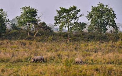 Construction on Kaziranga animal corridors continues