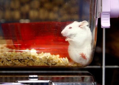Swiss to vote on becoming first country to ban animal testing