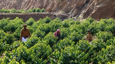 Growing Coffee in Saudi Jazan Passes Down from Generation to Generation