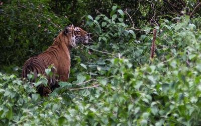 Tiger deaths increased to 127 in 2021 from 106 in 2020: Govt in Rajya Sabha