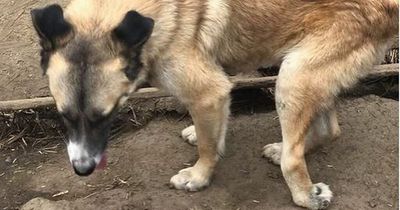 Dog with backwards paw still needs a family four years on as nobody will take him home