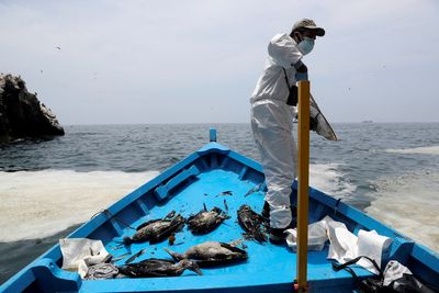 On Peru's protected Fishermen's Island, birds are still dying a month after oil spill