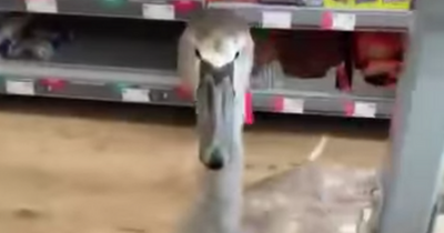 Hilarious clip shows swan popping into Islay shop for a wee gander