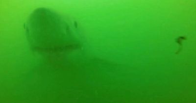 Great White Shark seen attacking camera and dragging boat in epic tug of war