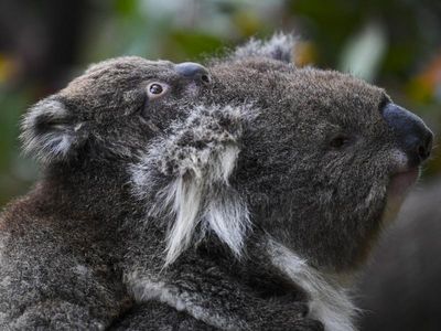 NSW, Qld, ACT koalas officially endangered