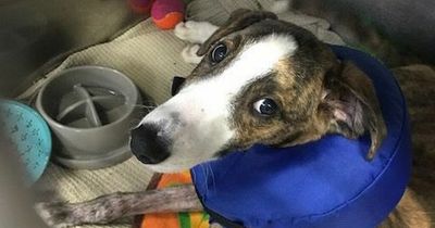 Puppy seriously injured after being thrown over fence and abandoned by cruel owner