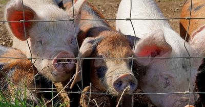 Pork industry faces devastation as thousands of healthy pigs culled