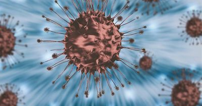 Scottish Government announces 24 deaths and 7,275 covid cases in last 24 hours