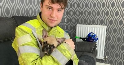 French bulldog puppy rescued by firefighters in County Durham after becoming trapped in reclining sofa