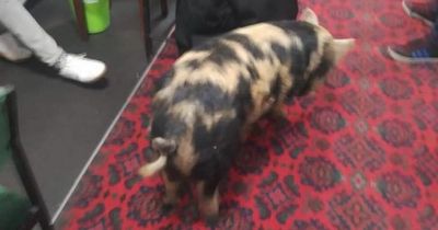 Sociable pig trots into working men's club after allotment escape