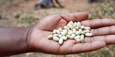 How forgotten beans could help fight malnutrition in Africa
