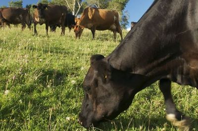 Chinese SOE pushes NZ for U-turn on live export ban
