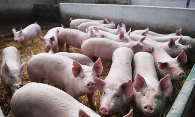 UK pig industry review announced as 200,000 animals stranded on farms