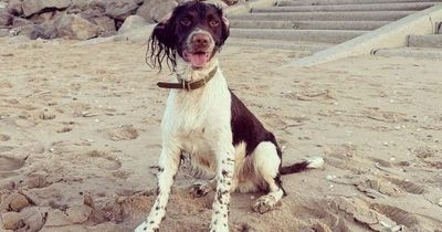 Dog owner shares the relatable things that happen when you own a pet