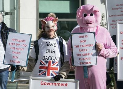 Summit held to address ‘desperate’ crisis facing pig industry