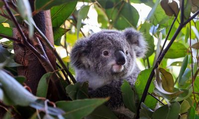 Koala listed as endangered after Australian governments fail to halt its decline