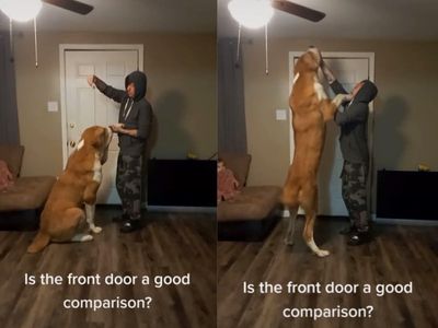 Dog owner shocks viewers with ‘alarming’ size of 13-month-old puppy: ‘How are you not scared?’